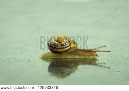 Crawling Snail Close-up. A Studio Photograph Of A Snail On A Dark And Reflective Surface. Background