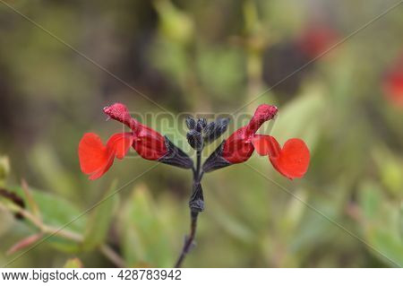 Baby Sage Red Velvet Flowers - Latin Name - Salvia Microphylla Red Velvet