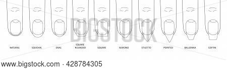 Manicure Most Popular Fashion Nail Shapes Flat Style Vector Illustration Set Isolated On White Backg
