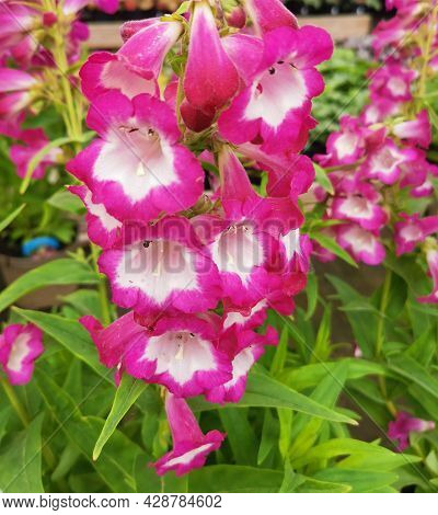 Full Frame Image Of Bright Pink And White Penstemon Flowers And Foliage
