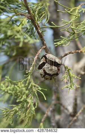 Italian Cypress - Latin Name - Cupressus Sempervirens Pyramidalis