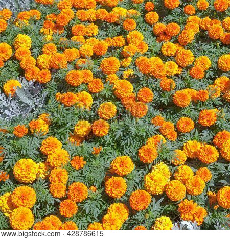 Orange Tagetis Flowers In Bloom Pattern Or Background