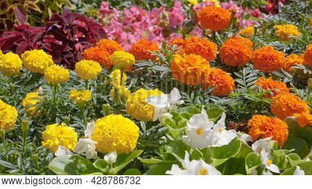 Yellow And Orange Tagetis Flowers With Begonia In Bloom And Purple Coleus Solenostemon Hybrida Leave