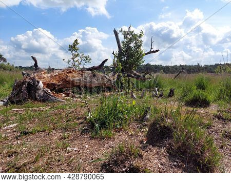 Fallen Tree And Dead Wood In Kalmthout Heath Nature Park, Belgium. Beauty In Nature.