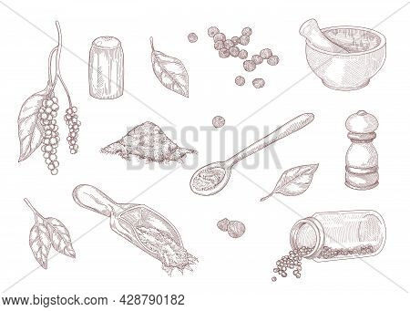 Hand Drawn Vintage Sketch Of Different Kinds Of Black Pepper. Ground Black Pepper, Spicy Powder, Pep