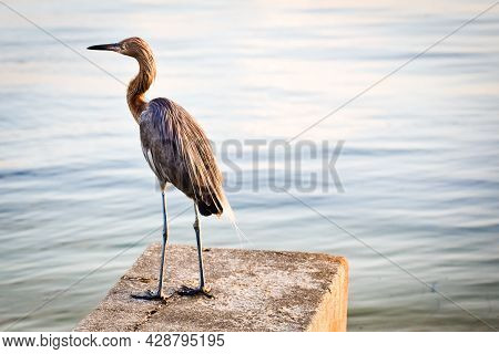 Nonbreeding Adult Dark Morph Reddish Egret Aka Egretta Rufescens