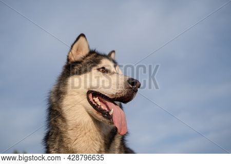 Happy Alaskan Malamute Dogs Face On Sky Background