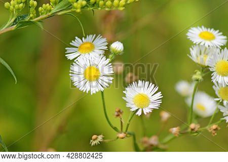 White, Flowers Grow In A Field On A Green Background