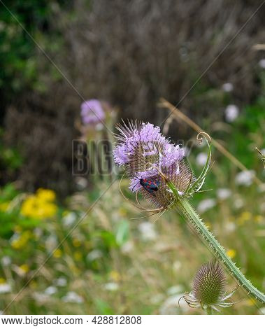 Thistle Head With Cinnabar Moth Against A Defocused Background