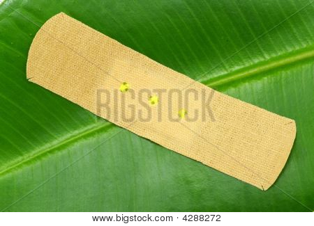 Hoja