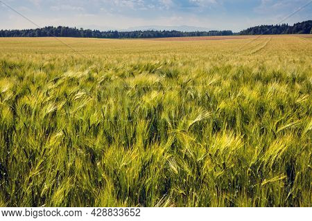 Ears Of Wheat Swaying In The Wind On A Sunny Day