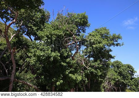 Manchineel Tree (hippomane Mancinella) Species In The Caribbean. Dangerous Toxic Tree. All Parts Of 