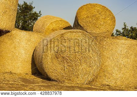 Straw Collected In Rolls In The Field After Harvesting Wheat. Harvesting In The Fall. Straw Packed I