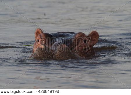 Closeup Head On Portrait Of Hippopotamus (hippopotamus Amphibius) Heads Floating In Water Looking St