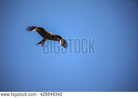 A Kite, A Red Kite In The Sky, Red Kite Is A Hawk-like Bird.