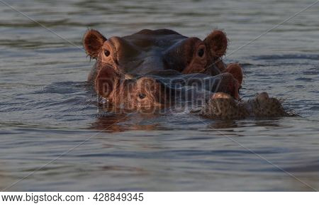 Closeup Head On Portrait Of Two Hippopotamus (hippopotamus Amphibius) Heads Floating In Water Lookin