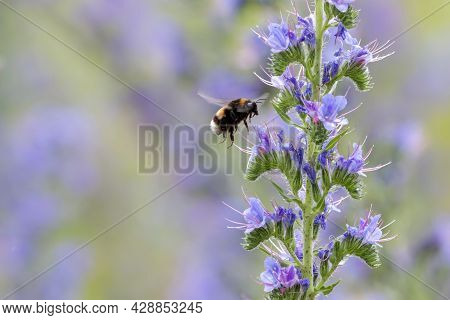 Bombus Lucorum, The White-tailed Bumblebee Approaching Flowers Of The Blueweed (echium Vulgare)