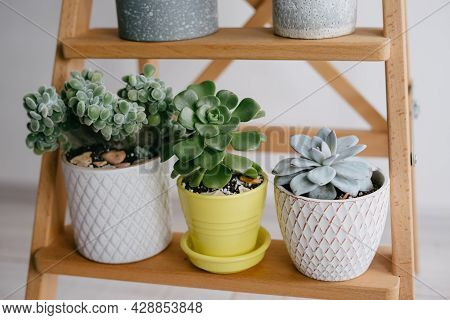 Indoor Plants. Many Indoor Plants In White, Gray And Yellow Pots.