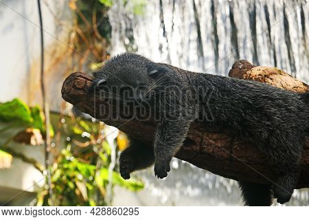 The Binturong, Also Known As Bearcat, Is A Viverrid Native To South And Southeast Asia.similar Speci