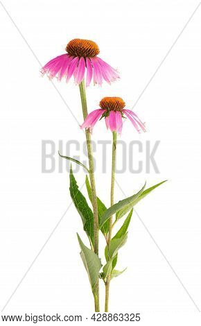 Echinacea Purpurea Flowers Isolated On White Background. Medicinal Herbal Plant.