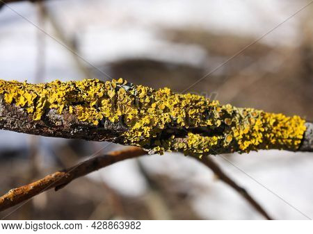 Xanthoria Parietina. Lichens On Yellow Poplar Trunk.
