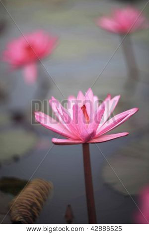 Roze Lotus3
