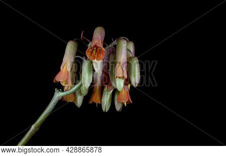 Macrophoto Of The Bell-shaped Drooping Flowers Of A Perennial Succulent Kalanchoe Fedtschenkoi Cactu