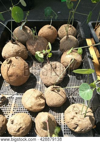 Stephania Erecta In The Basket, A Herbaceous Plant With Tubers Underground, The Shape Of The Head Is