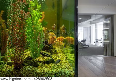 Large Home Aquarium With Cichlids In Stylish Interior