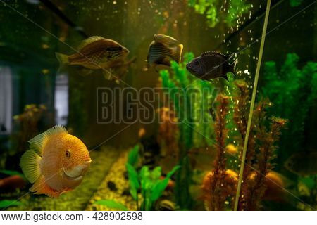 Exotic Fish Swimming In Water Among Plants Behind Glass Of Aquarium