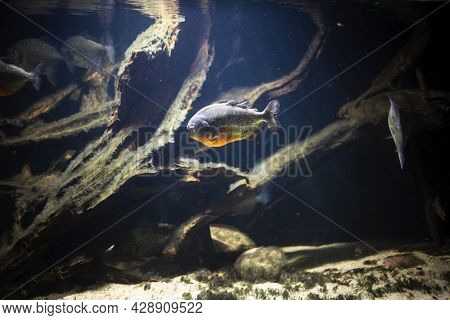 Piranha In Amazon River Underwater. Fish Called Pygocentrus Natteri Is Aggresive And Dangerous Preda