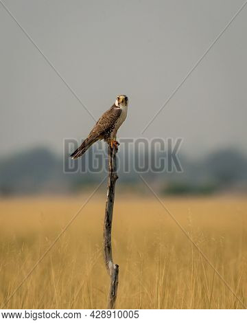 Laggar Falcon Or Falco Jugger Portrait At Tal Chhapar Sanctuary Churu Rajasthan India