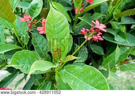 Cotton Leaved Jatropha, Peregrina, Spicy Jatropha Red Flowers And Green Leaves Background In The Gar