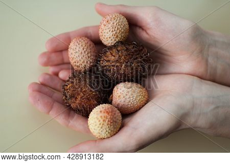 Female Hands Are Holding Exotic Ripe Rambutan And Leechy Or Lychee Fruits. Healthy Food, Fresh Organ