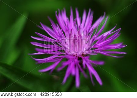 Violet Field Flower Centaurea Diffusa Close Up