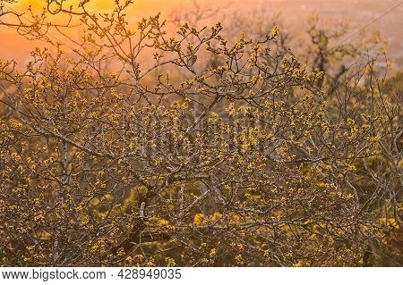 Beautiful Closeup Evening View Of Old Dry Tree Branches And Tree Tops In Golden Sun Light, Killiney 