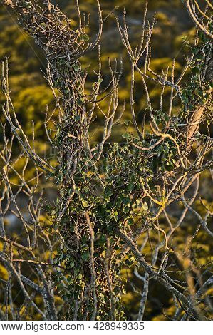 Beautiful Closeup Evening View Of Old Dry Tree Branches And Yellow Gorse (ulex) Wild Flowers Growing