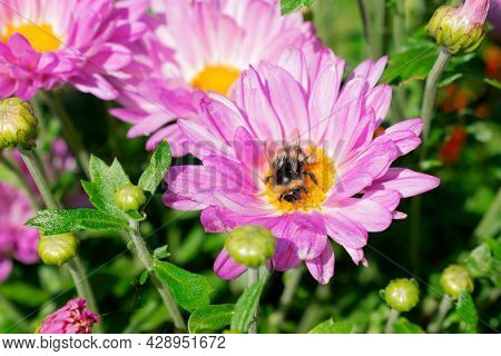 Bumble Bee Collecting Pollen From Pink Chrysanthemum Flower On A Sunny Day