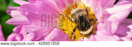 Bumble Bee Collecting Pollen From Pink Chrysanthemum Flower On A Sunny Day. Web Banner