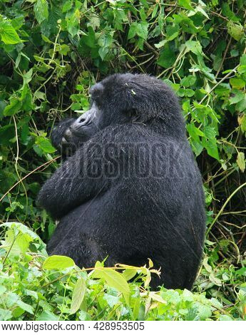 Closeup Side On Portrait Of Endangered Adult Silverback Mountain Gorilla (gorilla Beringei Beringei)