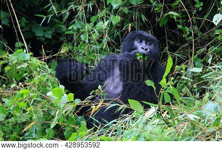 Closeup Portrait Of Endangered Adult Silverback Mountain Gorilla (gorilla Beringei Beringei) Eating 