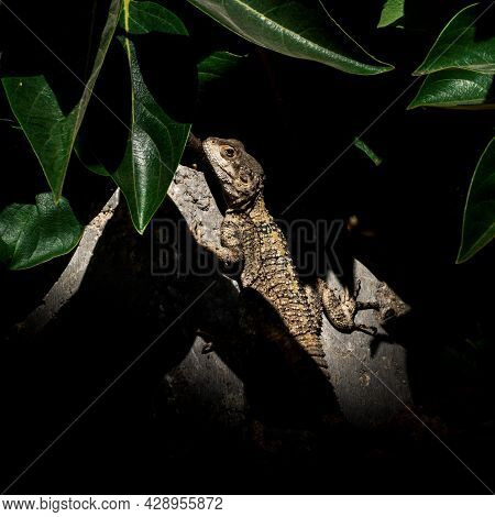 Lizard In Wild On Stone With Green Background