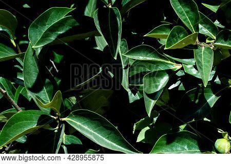 Tree Leaves Nature Background. Nature. Close Up Background Nature Of Green Leaves