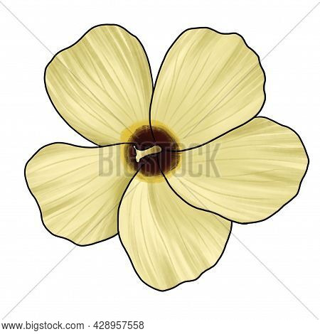 Drawing Flower Of Ambrette, Abelmoschus Moschatus, Isolated At White Background, Hand Drawn Illustra