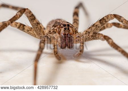Adult Female Wandering Spider