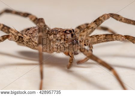 Adult Female Wandering Spider