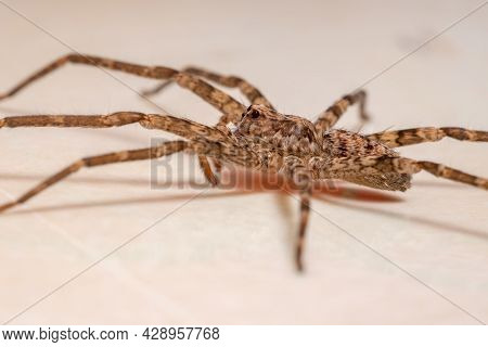 Adult Female Wandering Spider