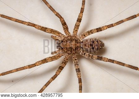 Adult Female Wandering Spider