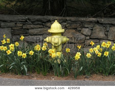 Hydrant i żonkile