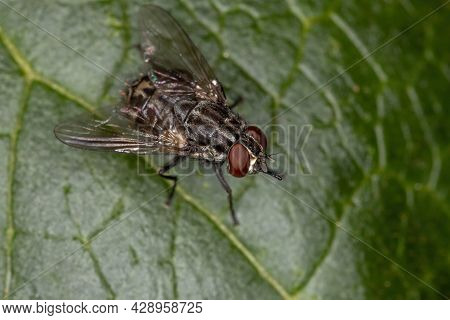 Adult House Fly